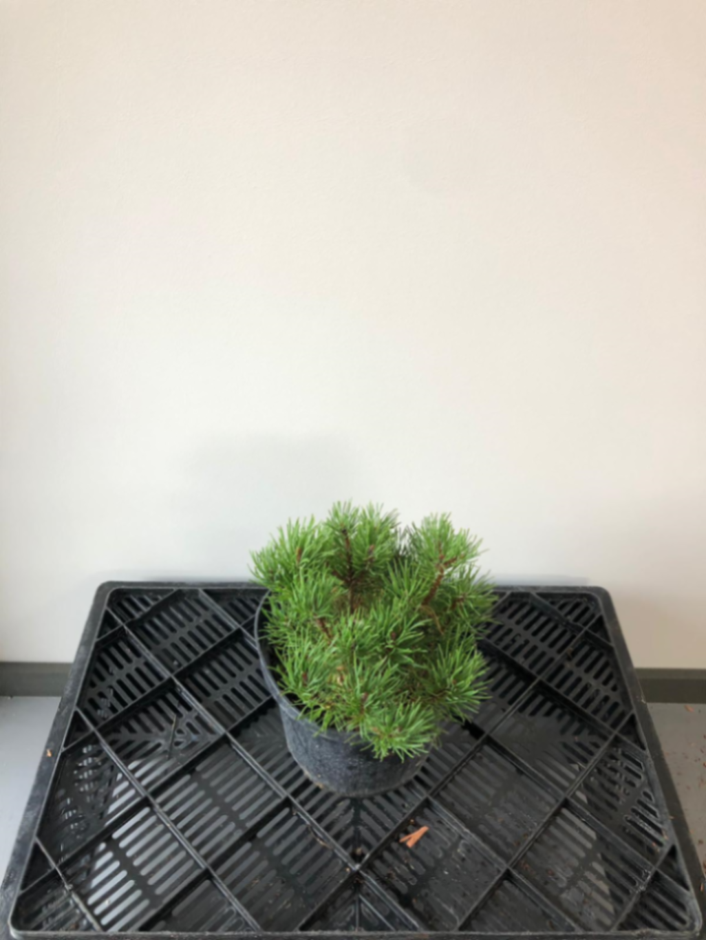 Сосна горная Пумилио